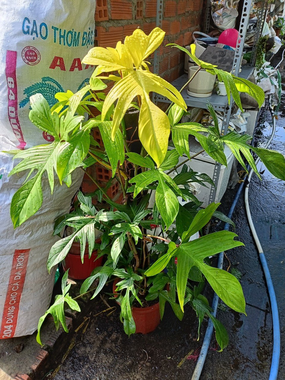 Cây Én Vàng Leo Trụ Cao 1m Tphcm