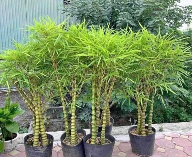Cây Trúc Quan Âm 3 Thân Giá Tốt Tphcm