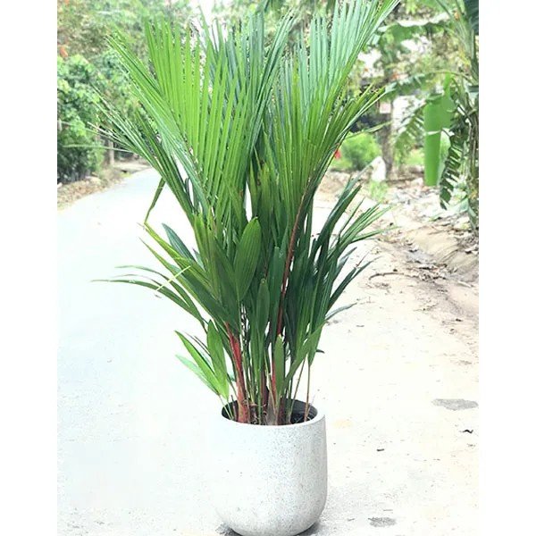 Cây Cau Đỏ Trồng Chậu Giá Tốt Tphcm
