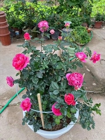 Cây Hoa Hồng Lafont Rose Giá Tốt Tphcm