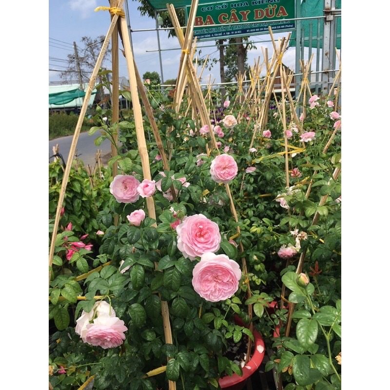 Cây Hoa Hồng Leo Mon Coeur Rose Tphcm