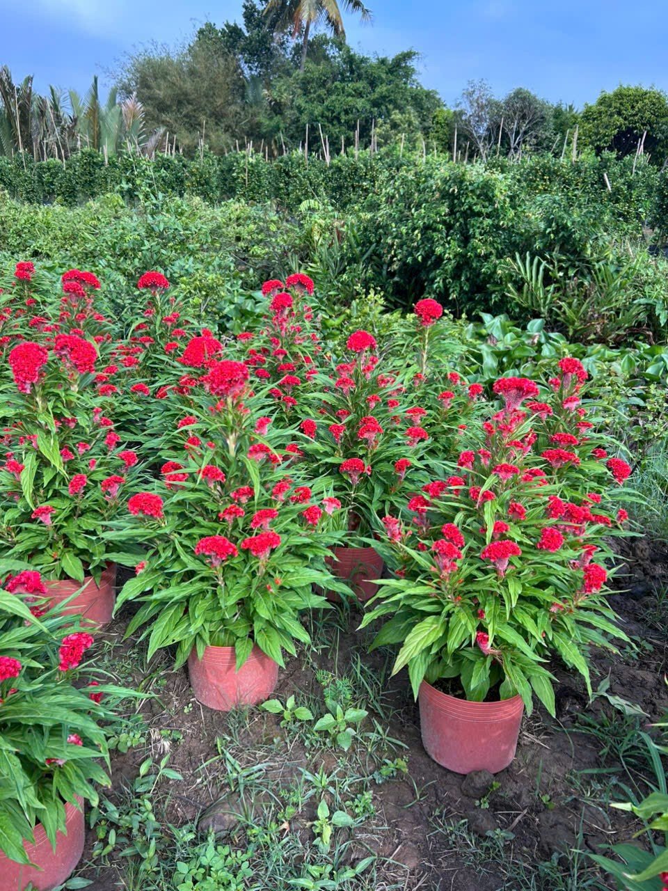 Cây Hoa Mào Gà Đỏ Giá Sỉ Tphcm