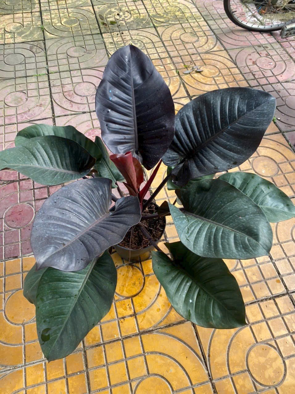 Cây Đế Vương Tím Nội Ngoại Thất Tphcm