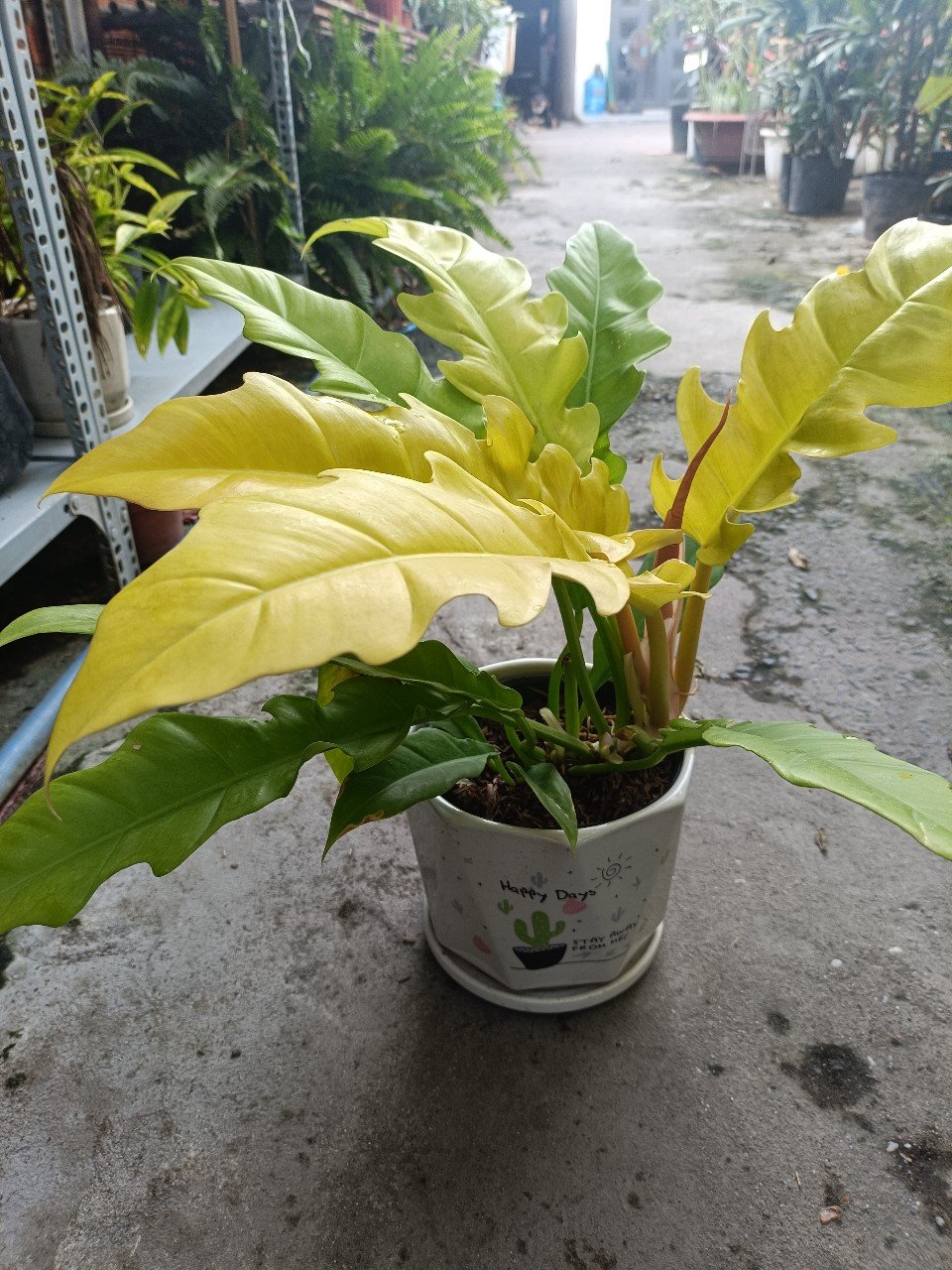 Cây Cung Đàn Vàng giá tốt tphcm