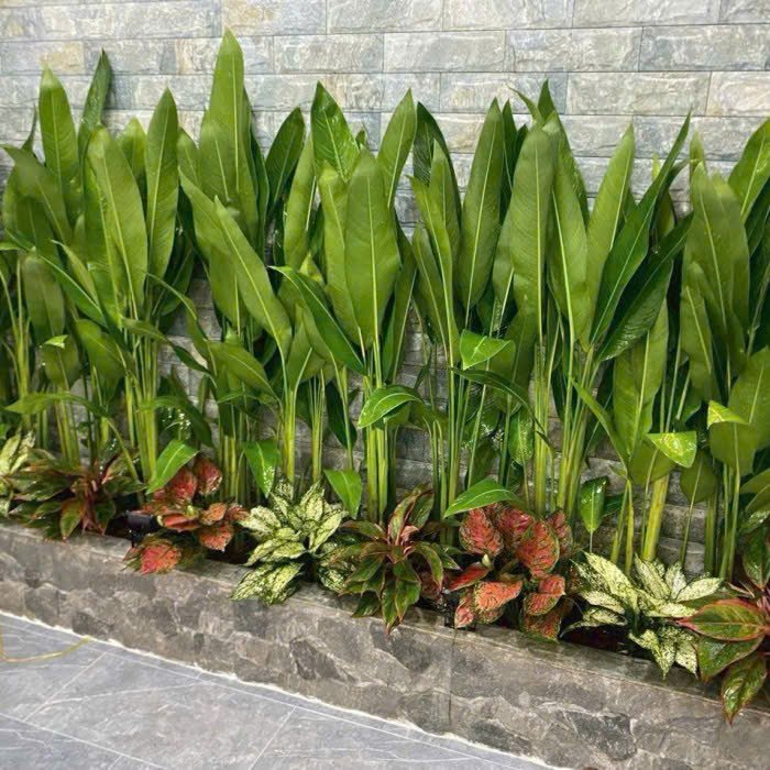 Cây Thiên Điểu Thái giá tốt tphcm