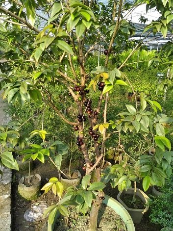 Cây Nho Thân Gỗ Tứ Quý lớn tphcm