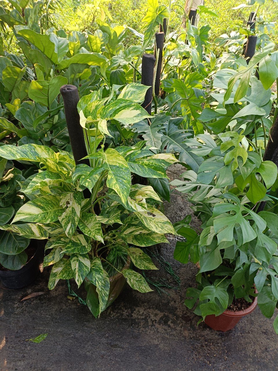 Cây Monstera Mini Leo Trụ giá sỉ tphcm