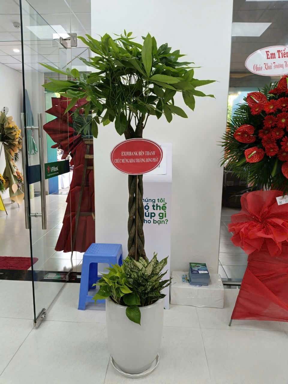 Cây Kim Ngân Bính giá tốt tphcm