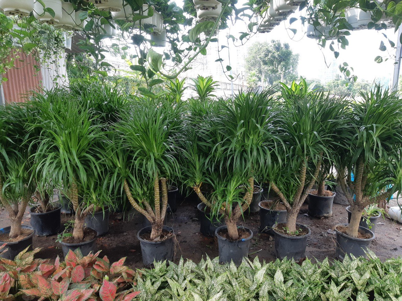 Cây Phát Tài Núi gốc lớn cao 2m tphcm