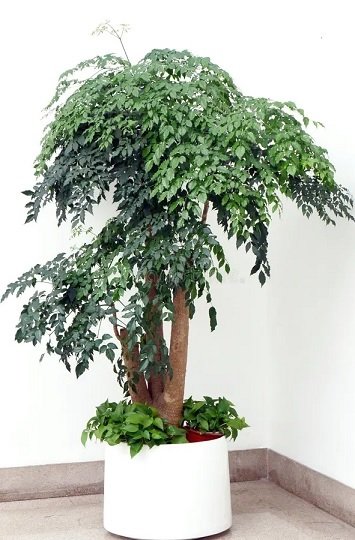 Cây Hạnh Phúc gốc lớn giá tốt tphcm