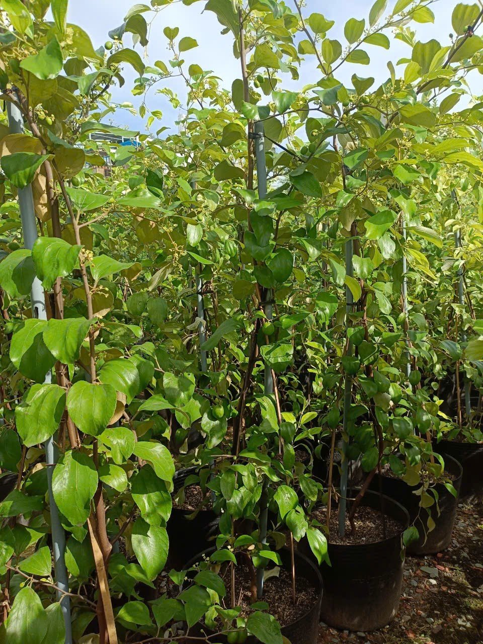 Cây Táo Thái Da Xanh gốc lớn tphcm