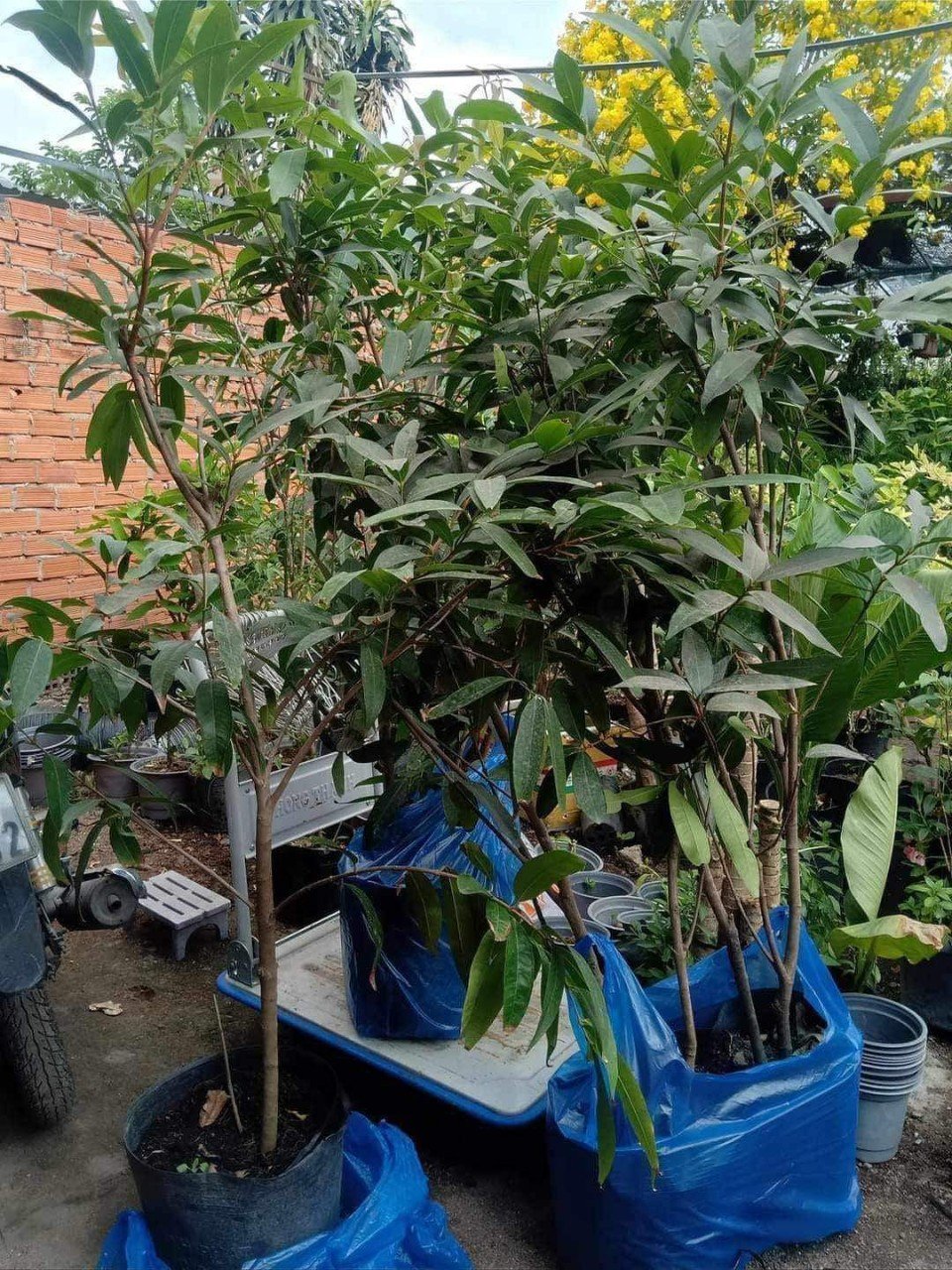 Cây Mận Lý gốc lớn cao 2m tphcm