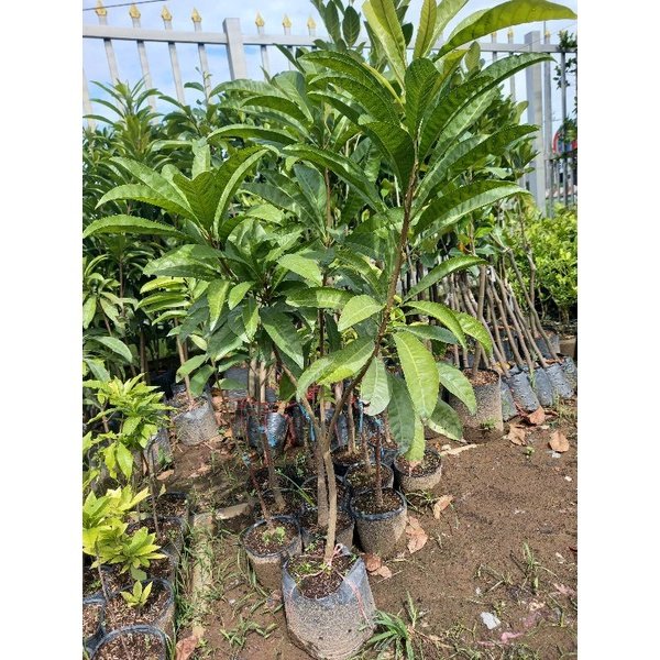 Cây Lê Ki Ma trứng gà tphcm
