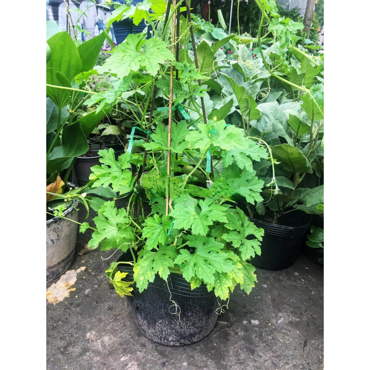 Cây Khổ Qua Giống Trồng Chậu tphcm
