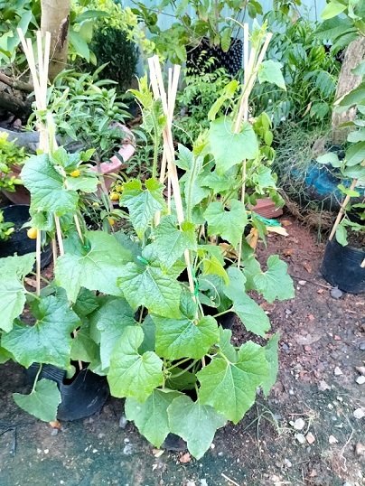 Cây Bí Đao Xanh Giống Trồng Chậu tphcm