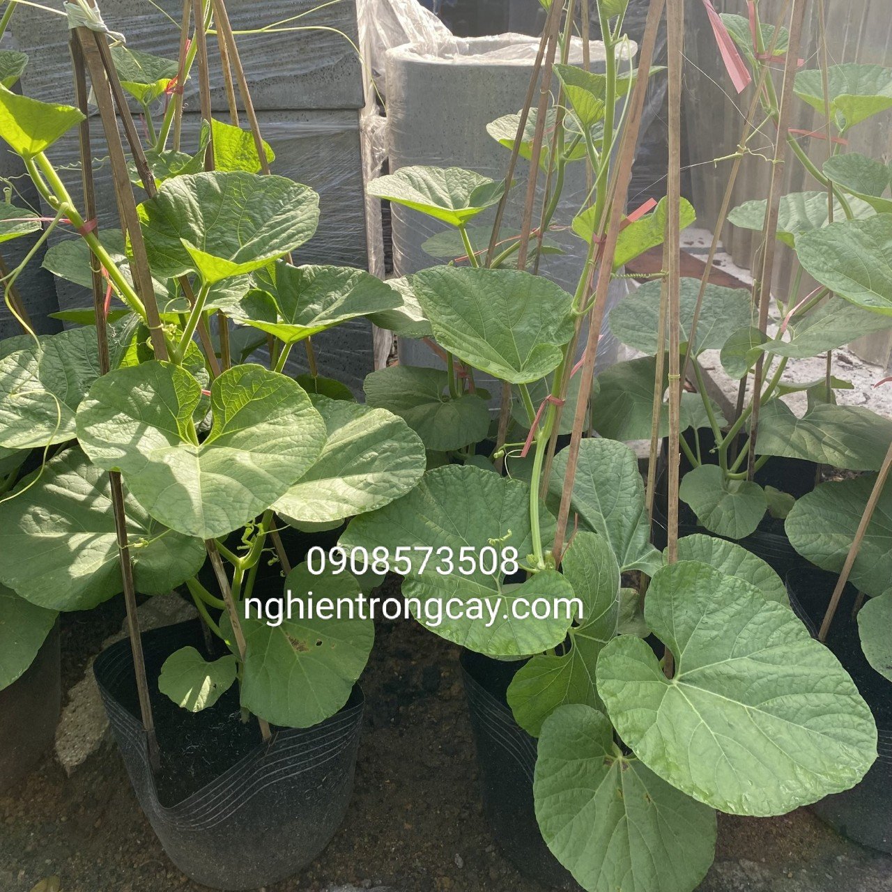 Cây Bầu Giống Trồng Chậu tphcm