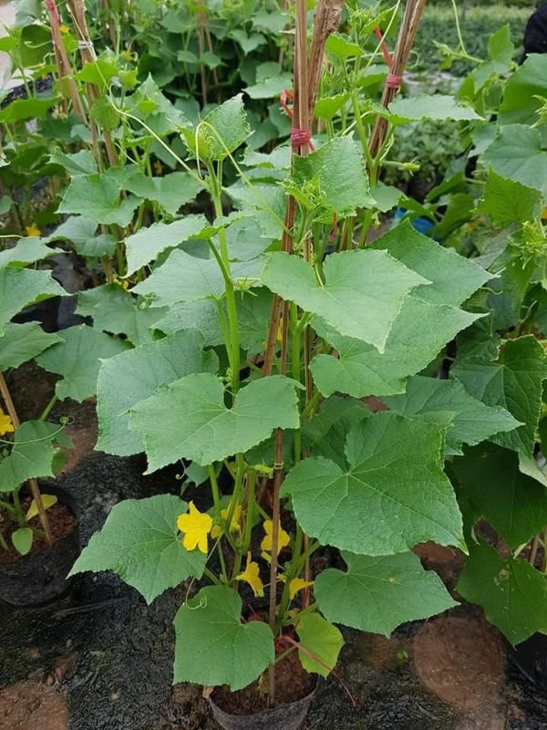 Cây Dưa Leo Giống Trồng Chậu tphcm
