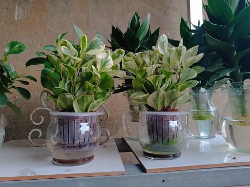 Cây Trường Sinh cẩm thạch thủy sinh tphcm