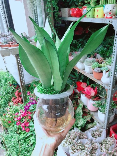 Cây Lưỡi Hổ Bạc thủy sinh giá rẻ tphcm