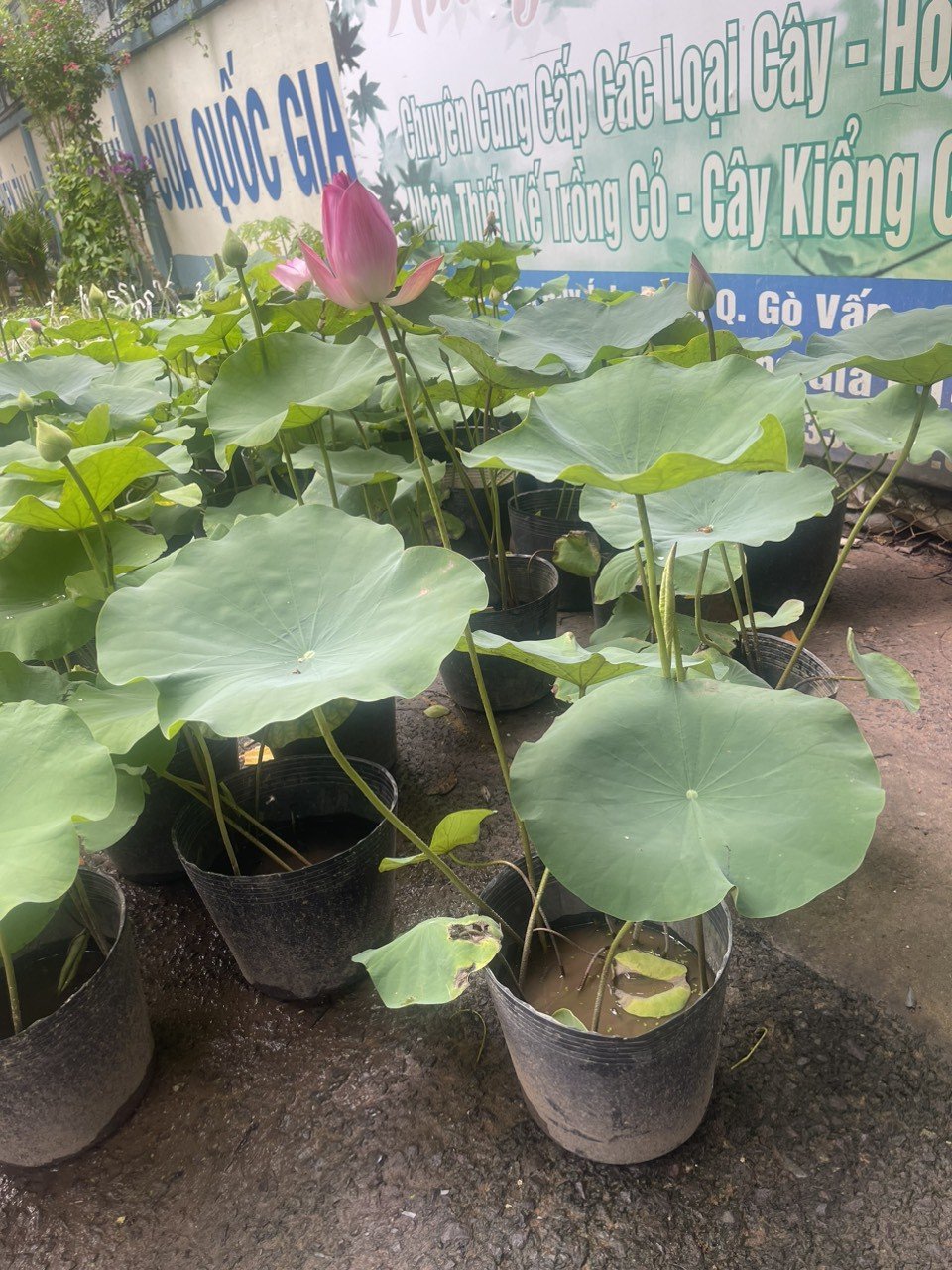 Cây Hoa Sen trồng nước đang có hoa giá rẻ tphcm