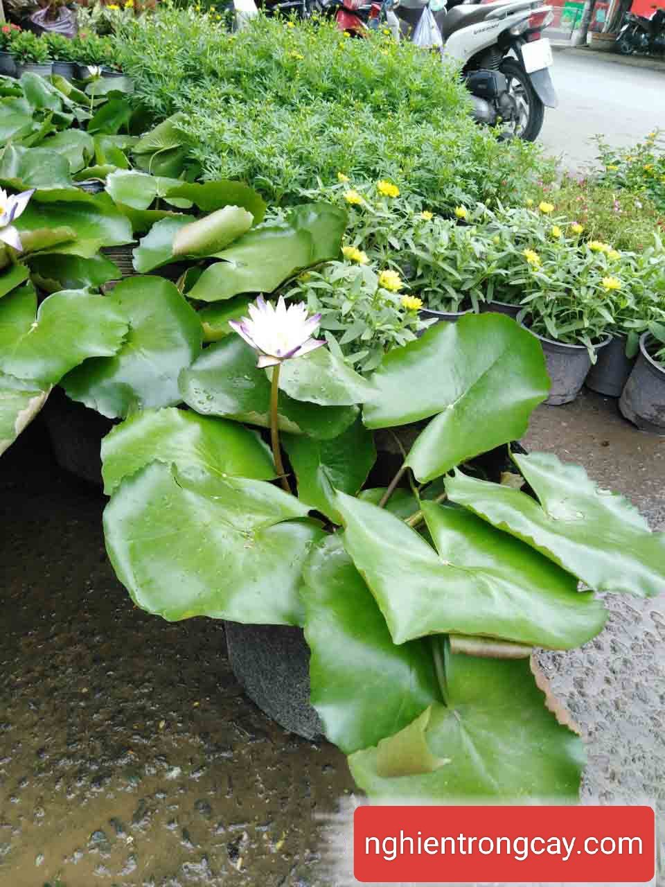 Cây Hoa Súng trồng nước giá tốt tphcm