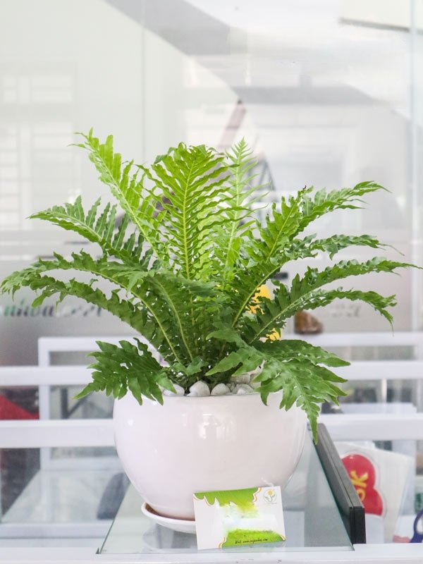 Cây Dương Xỉ thủy sinh giá sỉ tphcm