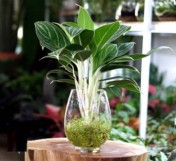 Cây Bạch Mã Hoàng Tử thủy sinh tphcm