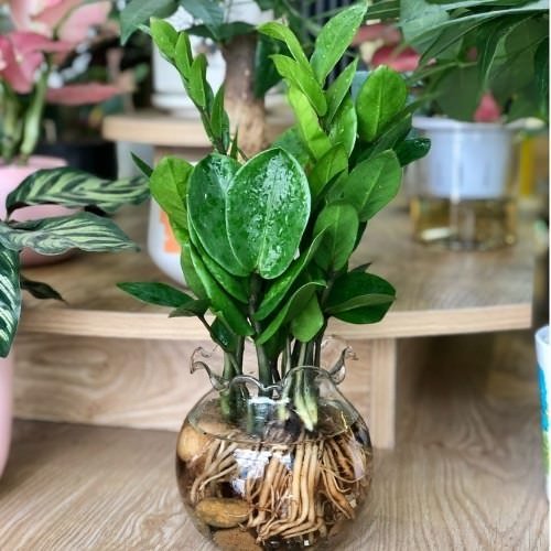 Cây Kim Tiền thủy sinh giá sỉ tphcm