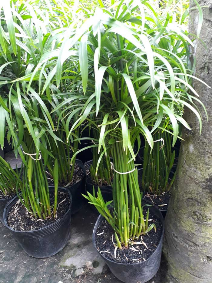 Cây Thủy Trúc trồng nước tphcm