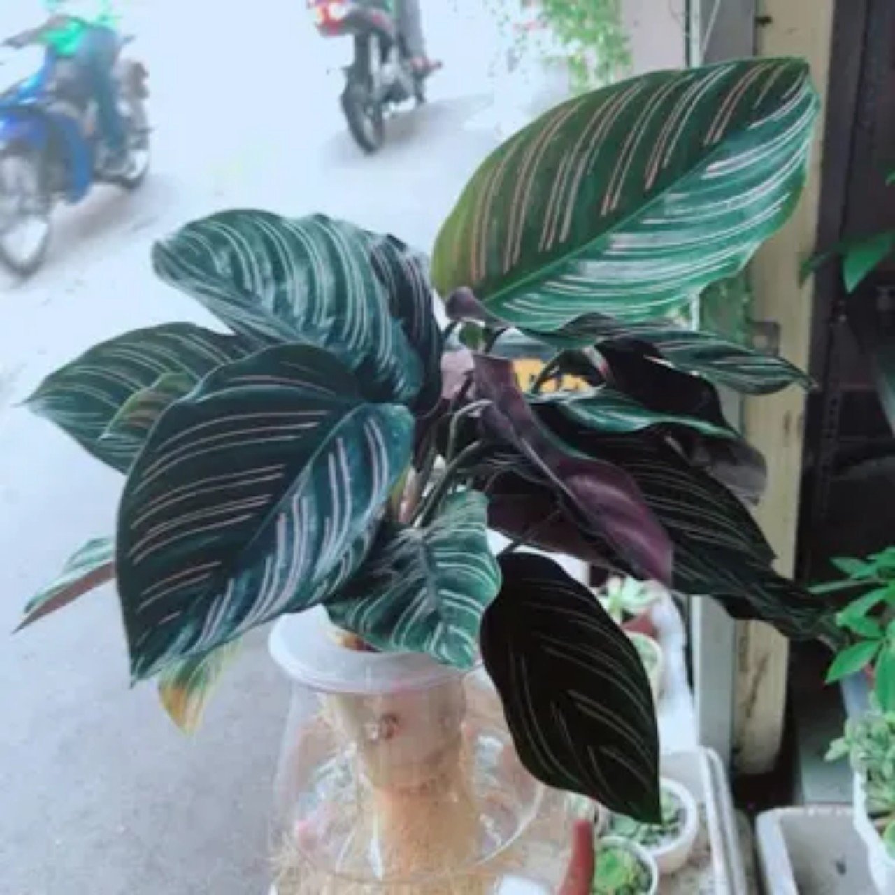 Cây Đuôi Công Tím thủy sinh tphcm
