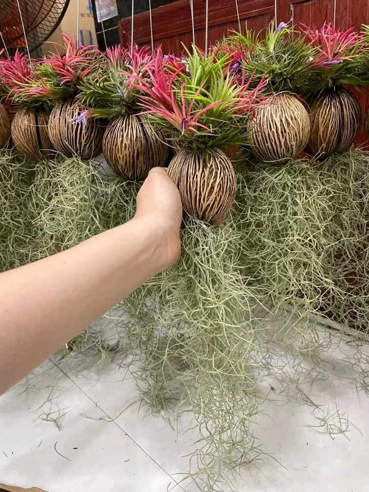 Cây Không Khí Tóc Tiên giá sỉ tphcm