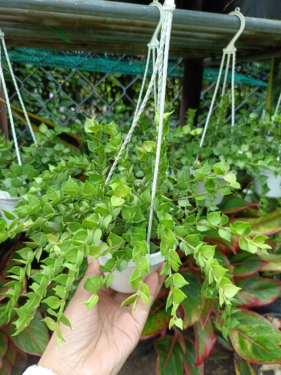 Cây Lan Tim chậu treo giá sỉ tphcm