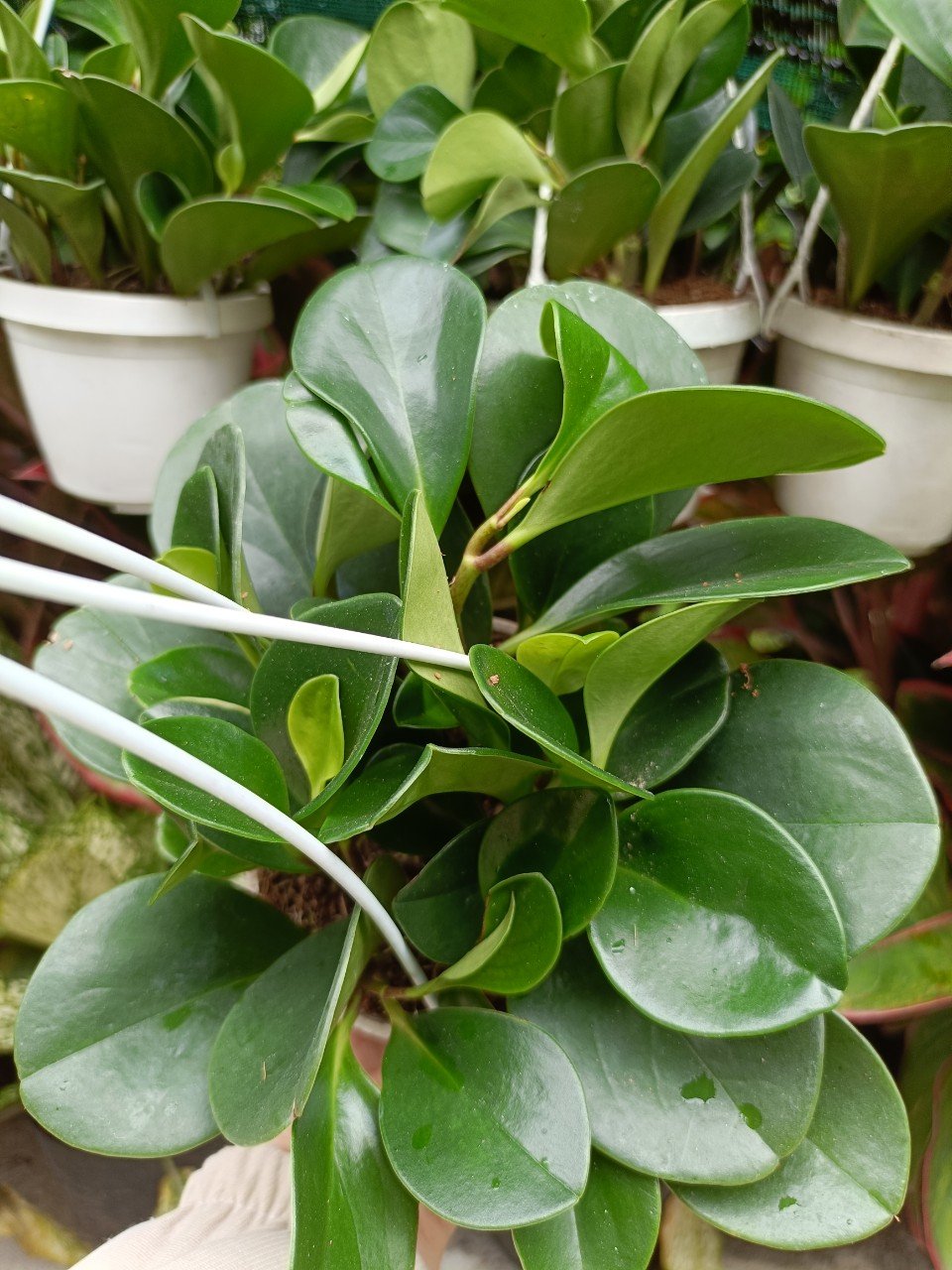 Cây Trường Sinh chậu treo giá rẻ tphcm