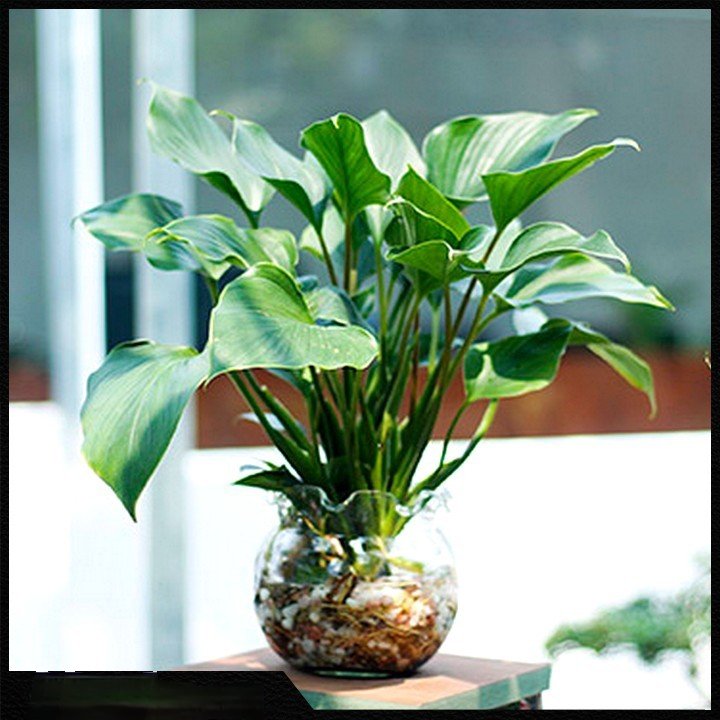 Cây Thanh Tâm thủy sinh để bàn tphcm
