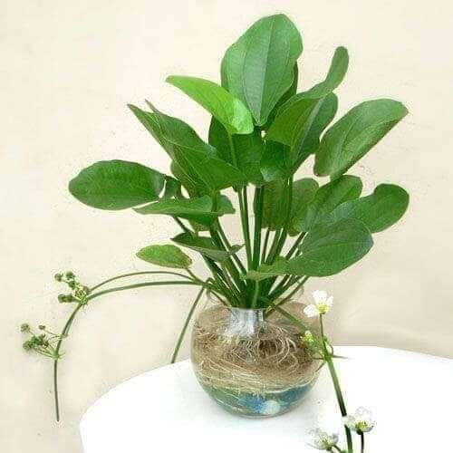 Cây Bách Thủy Tiên thủy sinh tphcm