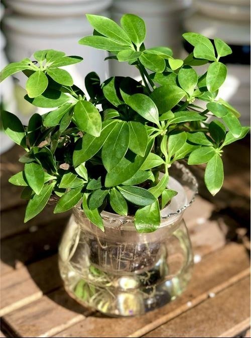 Cây Ngũ Gia Bì thủy sinh giá sỉ tphcm