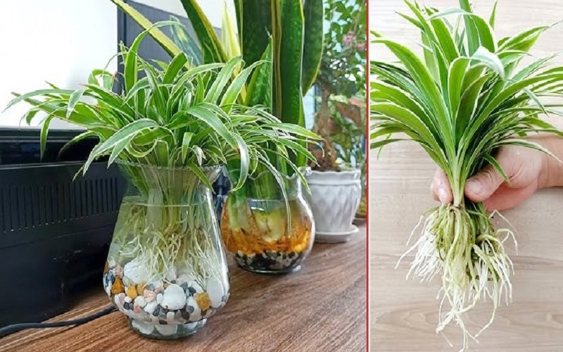 Cây Lan Chi thủy sinh giá tốt tphcm