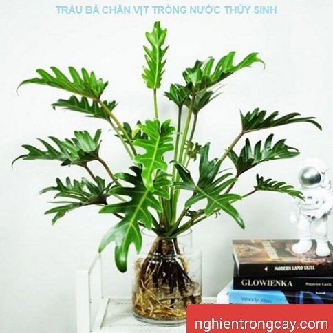 Trầu Bà Chân Vịt thủy sinh tphcm