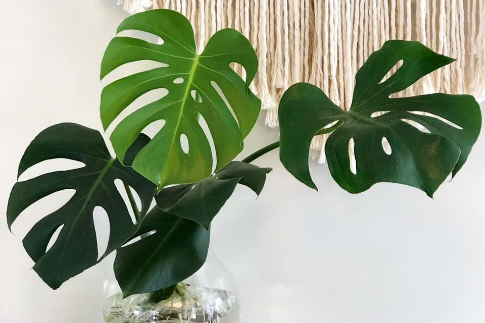 Cây Monstera thủy sinh giá sỉ tphcm