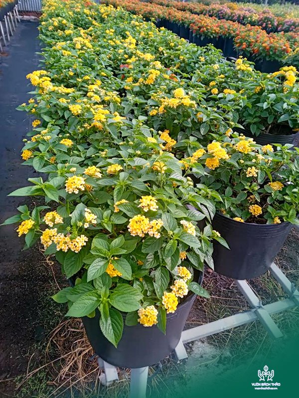Cây Trâm Ổi ngũ sắc giá sỉ tphcm