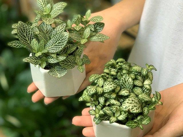 Cây Cẩm Nhung (cây lá may mắn) để bàn