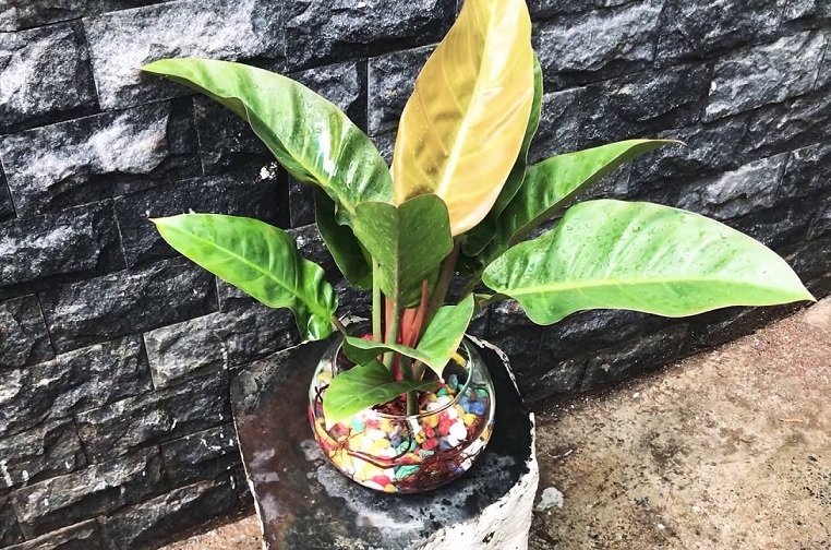 Cây Đế Vương thủy sinh giá rẻ tphcm