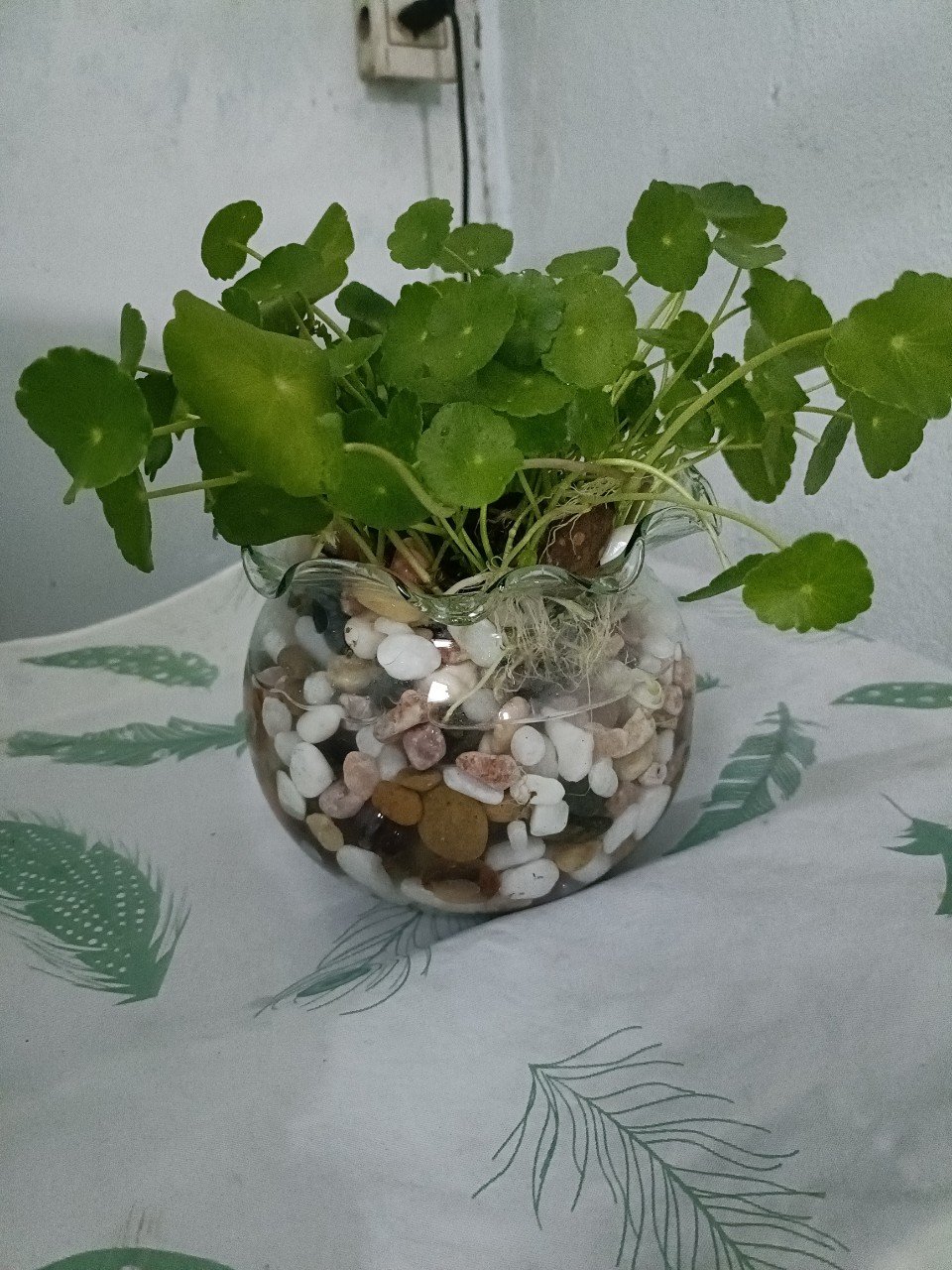 Cây Cỏ Đồng Tiền ( rau má sen ) giá sỉ tphcm