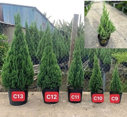 Cây Sơn Tùng trang trí Noen giá sỉ tphcm