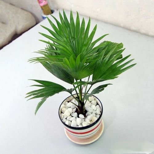 Cây Cọ cảnh mini giá sỉ tphcm