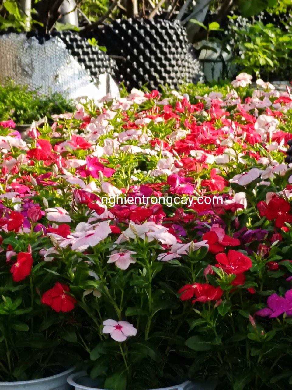 Cây Hoa Dừa Cạn Thái siêu bông sỉ HCM