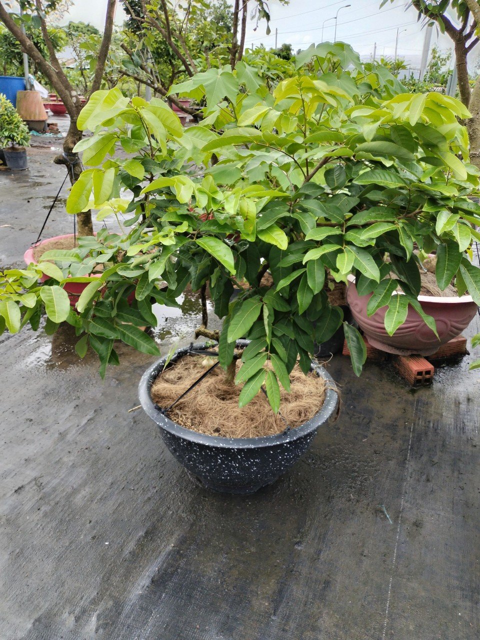 Cây Nhãn Long trưởng thành đang có trái