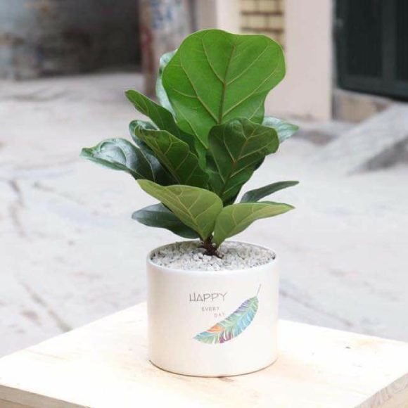 Cây Bàng Singapore mini để bàn