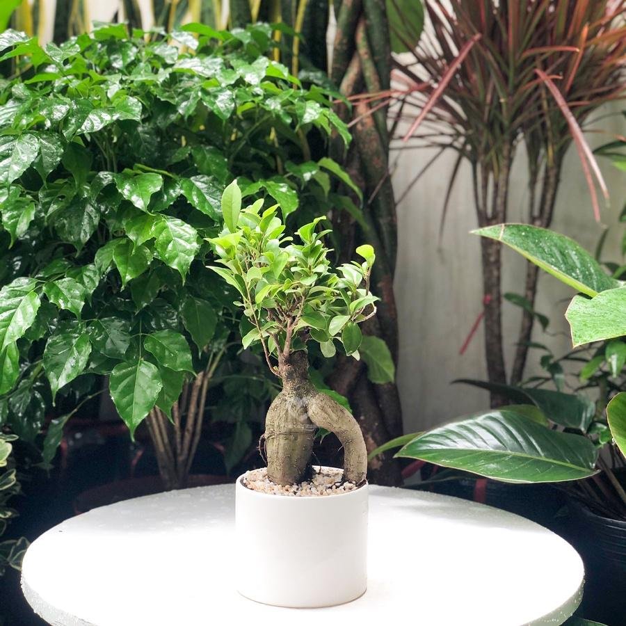 Cây Si Nhật mini dáng bonsai