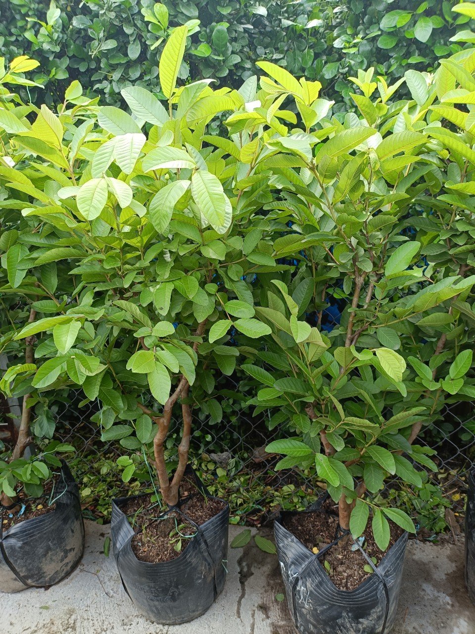 Cây Ổi Trân Châu Gốc To Cổ Thụ Cao 1m5 Tphcm